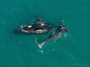 Imagen de América salvaje - 1