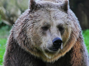 Imagen de italia salvaje... (T1): El regreso de la manada de lobos - 1