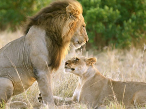 Imagen de Ternura salvaje: Un día en la sabana - 1