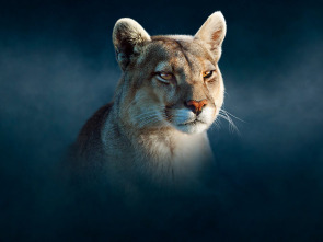 Imagen de Dinastías: Pumas - 1