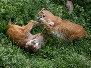 Imagen de Luchadores salvajes - 1