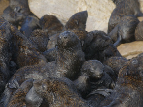 Imagen de Maravillas...: Lobos Marinos del Cabo - 1