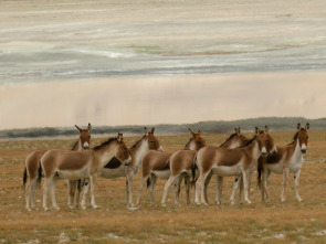 Imagen de Dentro de lo...: El dilema de un Oso Perezoso - 1