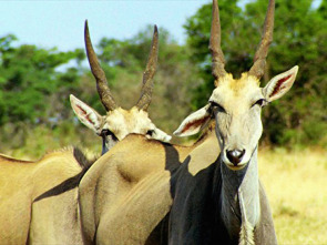 Imagen de Iconos de la Vida...: Springbok e Impala: La vida en la manada - 1