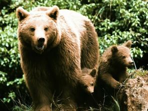 Imagen de Pociones de amor salvaje - 1