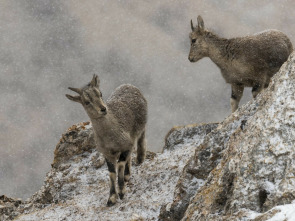 Imagen de El reino helado de la pantera de las nieves - 1