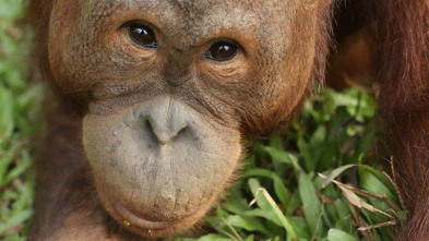 Escuela de orangutanes: La calvicie es hermosa