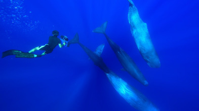 La sabiduría de la ballena