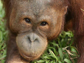 Escuela de orangutanes: Epidemia