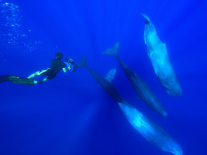 La sabiduría de la ballena