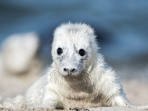 Tiernas y salvajes: adorables crías animales