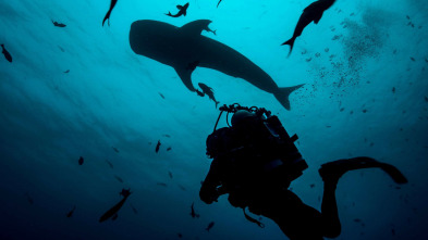 Imagen de Shark with Steve...: Tiburones del Océano Índico - 5