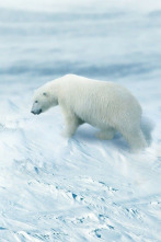 Imagen de Arctic from Above: Ep.3 - 4