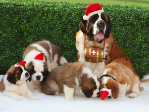 Imagen de La aventura navideña de Beethoven - 3