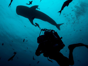 Imagen de Shark with Steve...: Tiburones del Océano Índico - 3