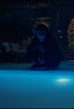 Imagen de Primate - 6
