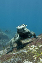 Imagen de Océanos - 2