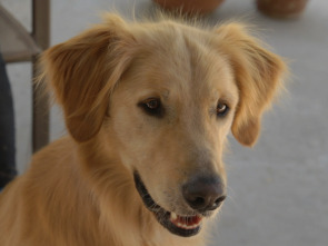 Imagen de Army Dog - 1