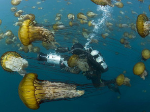 Imagen de Océanos - 1