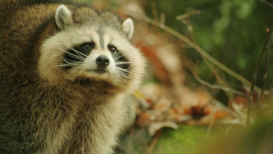 Imagen de Una aventura salvatge - 3