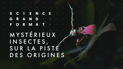 Imagen de Mysterieux Insectes, sur la Piste des Origines - 3