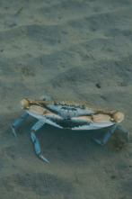 Imagen de Crabe bleu, chronique d'une invasion - 2