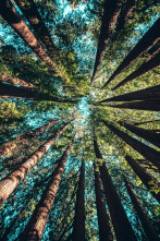 Imagen de Idjanga, la forêt aux gorilles - 2