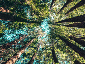 Imagen de Idjanga, la forêt aux gorilles - 1