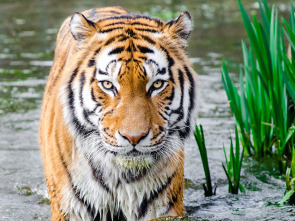 Imagen de Le pays des merveilles - 1