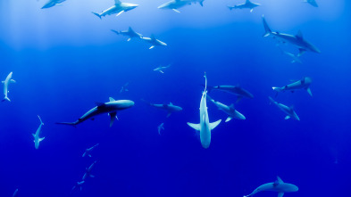 Imagen de Vivir o mar - 3