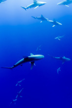 Imagen de Vivir o mar - 2