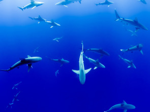 Imagen de Vivir o mar - 1