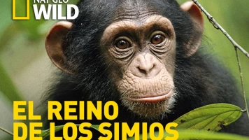 El reino de los simios