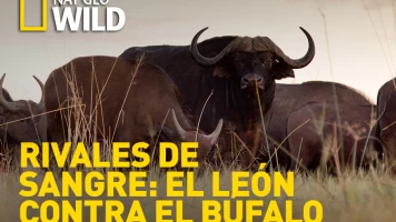 Rivales de sangre: el león contra el búfalo