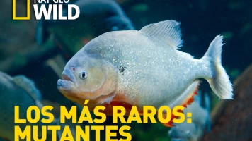 Los animales más raros del mundo