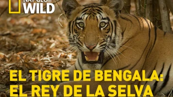 El tigre de Bengala: el rey de la selva