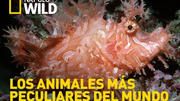 Los animales más peculiares del mundo