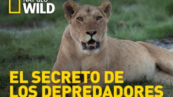 El secreto de los depredadores