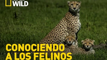 Conociendo a los felinos