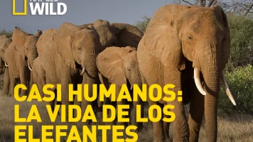 Casi humanos: la vida de los elefantes