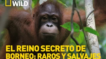 El reino secreto de Borneo: raros y salvajes