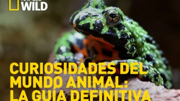 Curiosidades del mundo animal: la guía definitiva