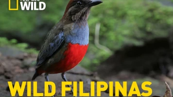 Wild Filipinas