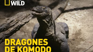 Dragones de Komodo