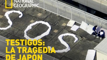 Testigos: la tragedia de Japón