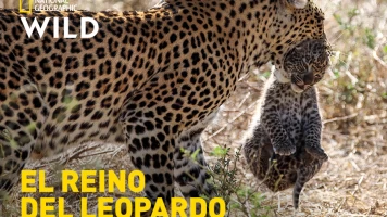 El reino del leopardo