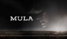 Mula