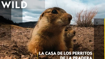 La casa de los perritos de la pradera