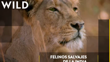 Felinos salvajes de la India