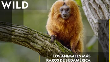 Los animales más raros de Sudamérica